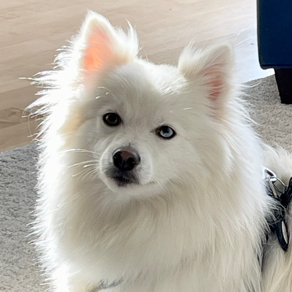 Meet your Posher, Ellen